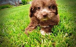 Havapoo dogs for sale: Rosie - Image 11