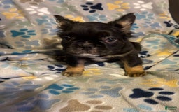 French Bulldog dogs for sale: Bear - Image 1