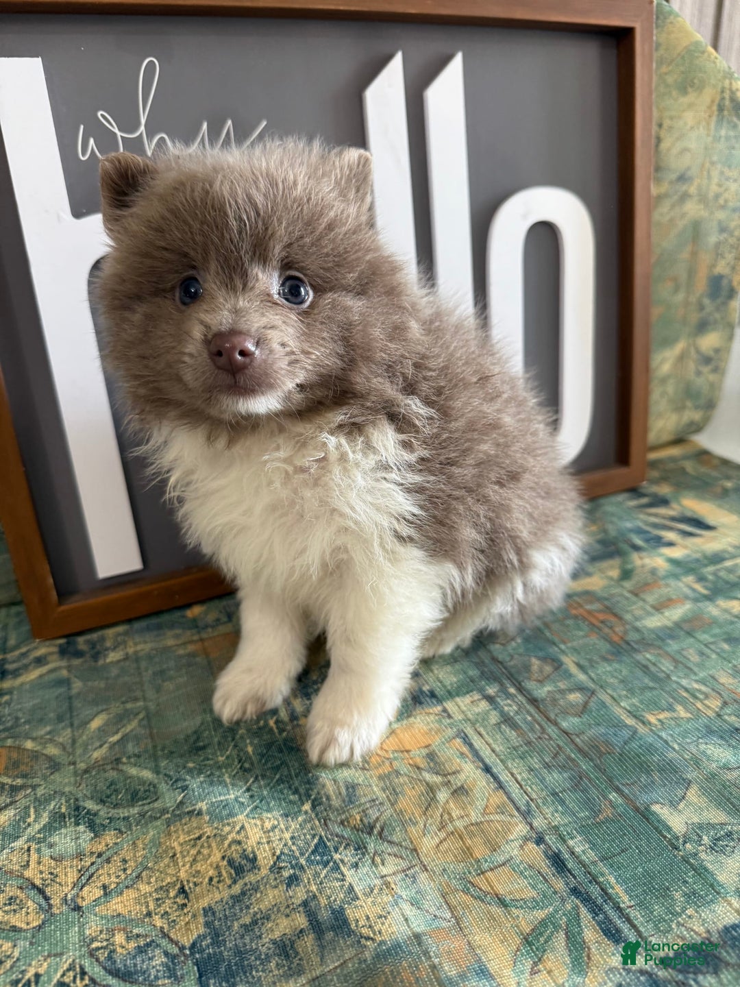 Pomeranian dogs for sale: Austin - Image 9