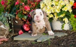English Bulldog dogs for sale: Lucy - Image 1