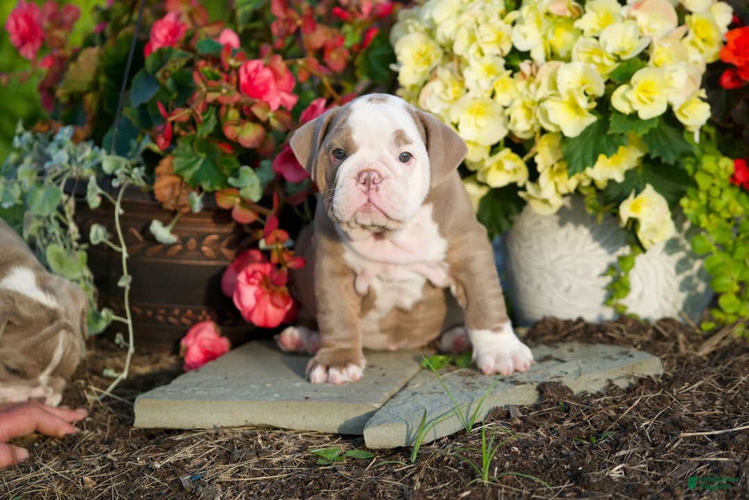 English Bulldog dogs for sale: Lucy - Image 1