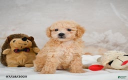 Bichpoo dogs for sale: Dillon - Image 6