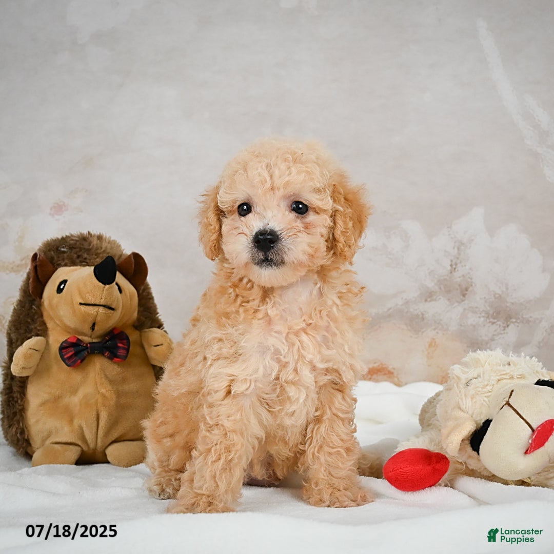 Bichpoo dogs for sale: Dillon - Image 6