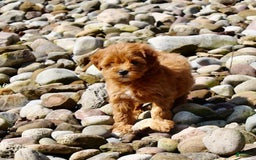 Mini Goldendoodle dogs for sale: Kala - Image 3