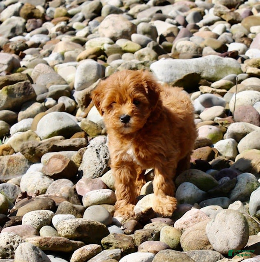 Mini Goldendoodle dogs for sale: Kala - Image 3