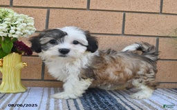 Teddy Bear dogs for sale: Fido - Image 1