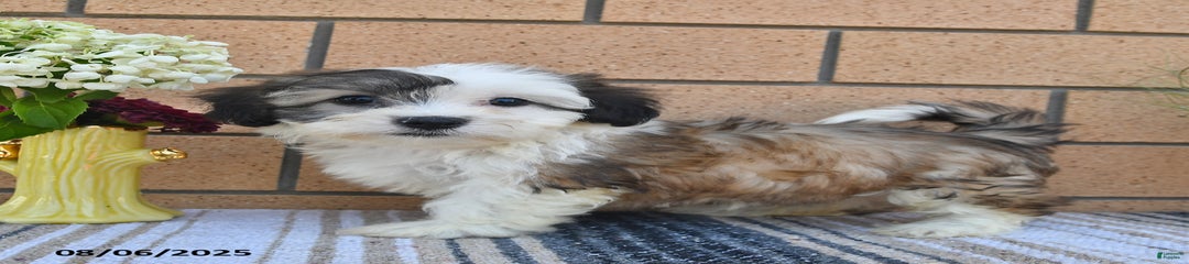 Fido