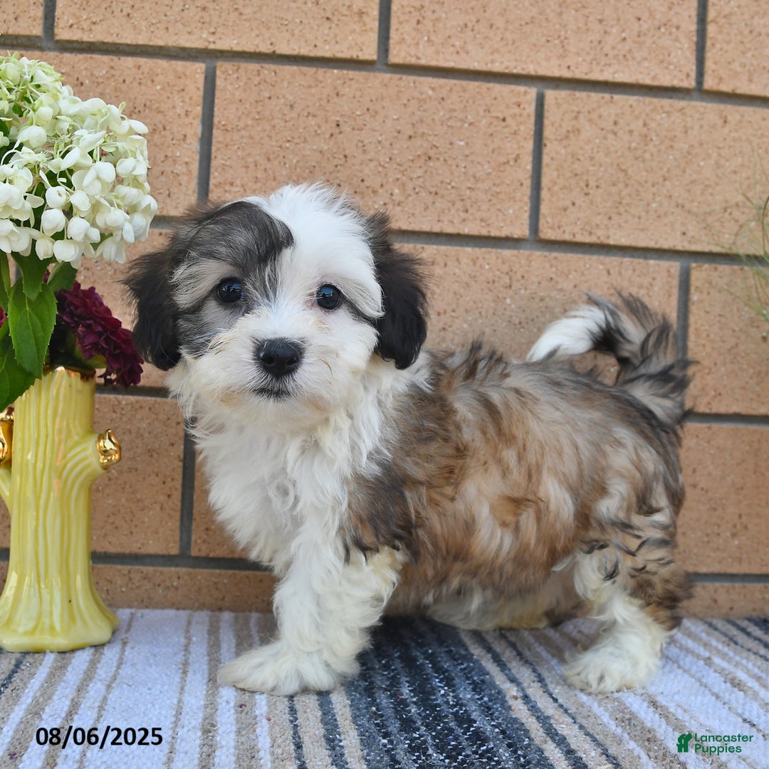 Teddy Bear dogs for sale: Fido - Image 1