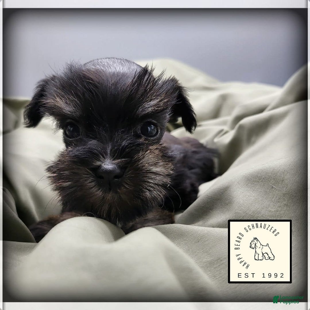 Miniature Schnauzer dogs for sale: Fern - Image 13