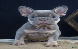 French Bulldog dogs for sale: Khloe - Image 4