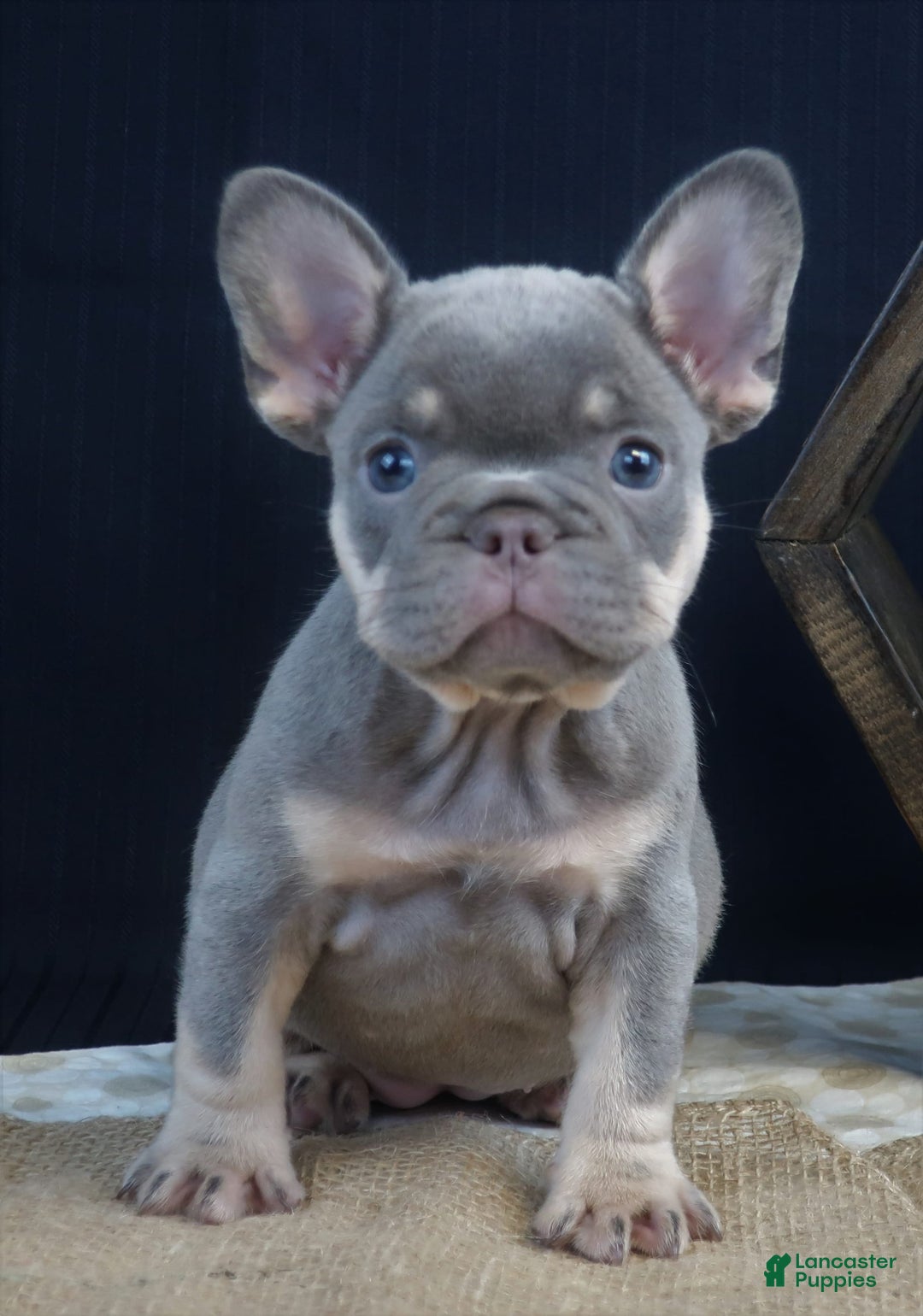 French Bulldog dogs for sale: Khloe - Image 4
