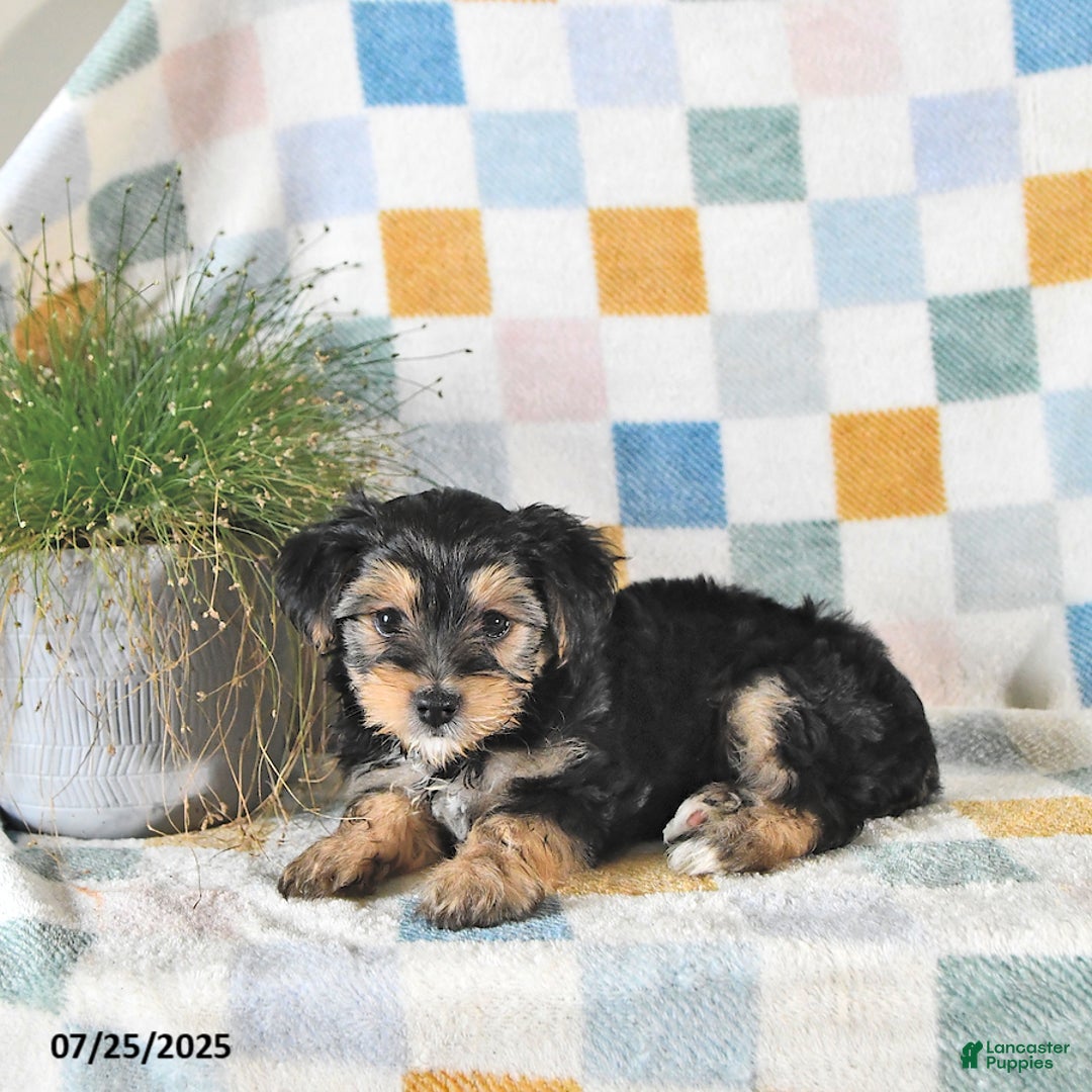 Yorkshire Terrier dogs for sale: Travis - Image 3