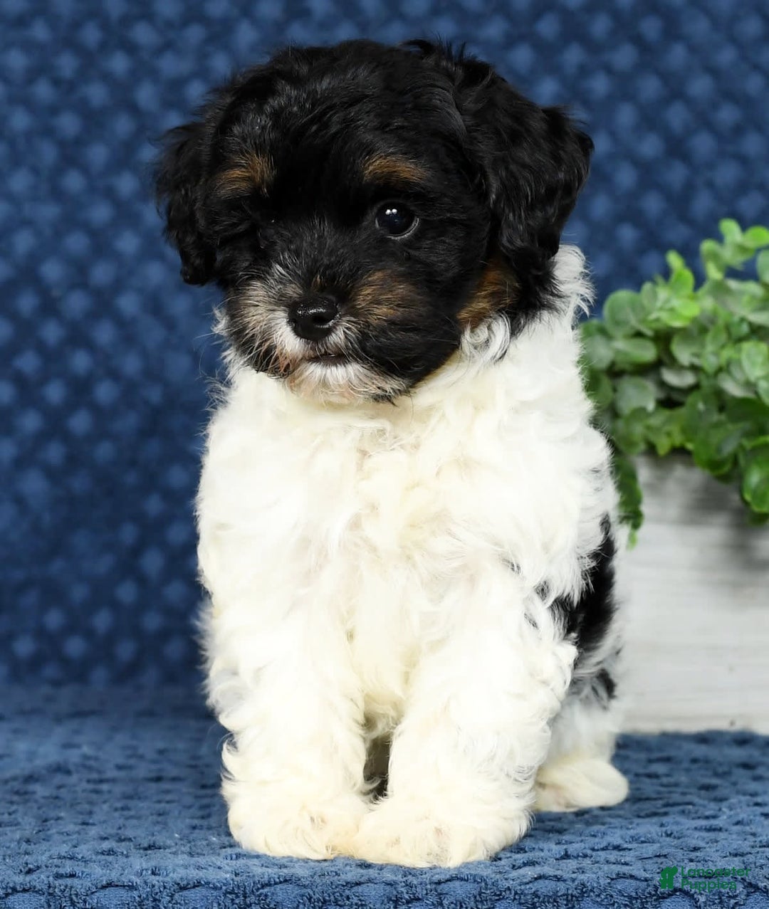 Havapoo dogs for sale: Cooper - Image 3