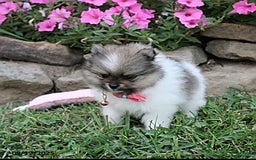 Pomeranian dogs for sale: Kylie - Image 19