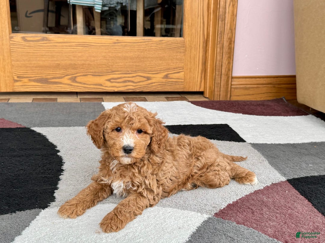 Cockapoo dogs for sale: Tim - Image 2