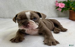 English Bulldog dogs for sale: Ezikel - Image 4