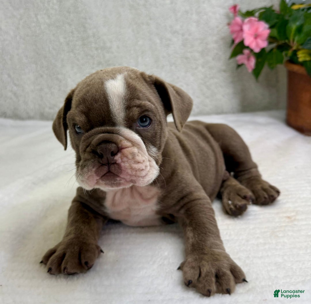 English Bulldog dogs for sale: Ezikel - Image 4