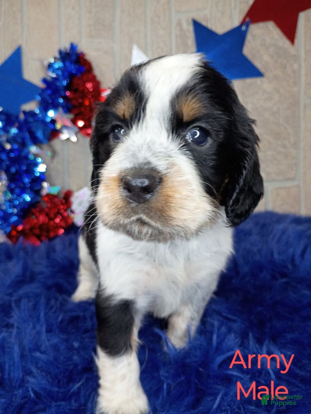 English Springer Spaniel dogs for sale: Army - Image 1