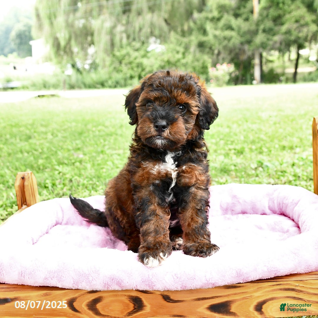 Miniature Poodle dogs for sale: Elvis - Image 2