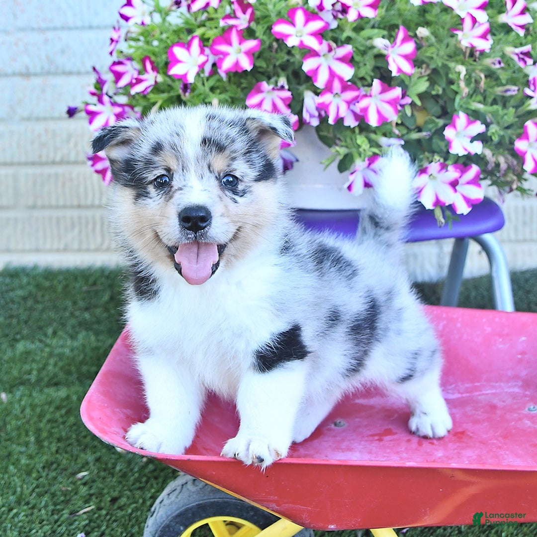 American Eskimo dogs for sale: Spunky - Image 1