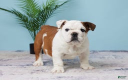 English Bulldog dogs for sale: Harley - Image 3