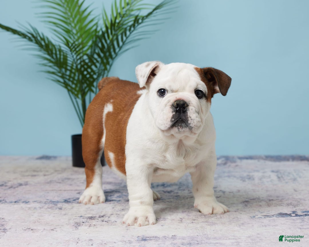 English Bulldog dogs for sale: Harley - Image 3