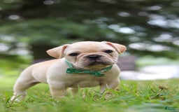 French Bulldog dogs for sale: French Bulldog 5 puppies - Image 30