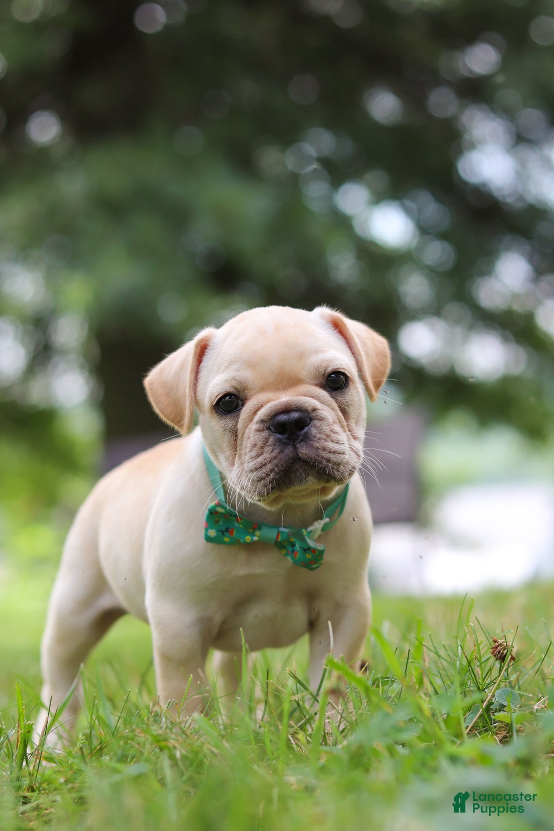 French Bulldog dogs for sale: French Bulldog 5 puppies - Image 30