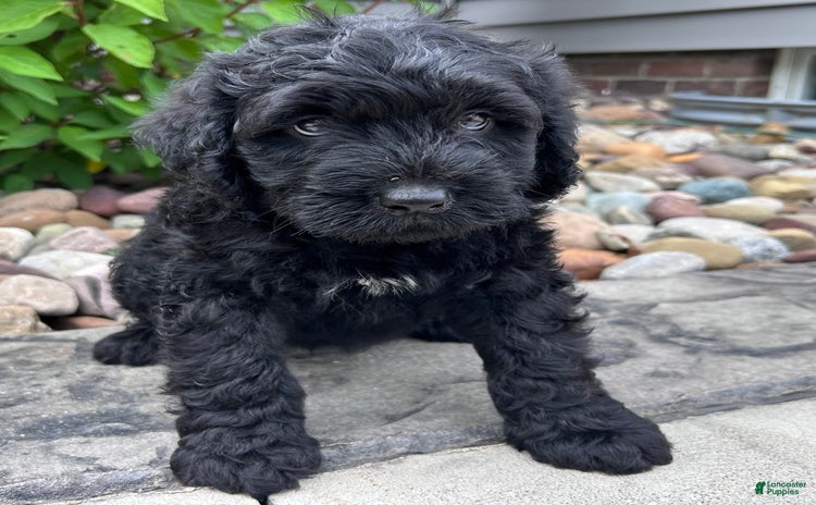 Portuguese Water Dog dogs for sale - Ad 1
