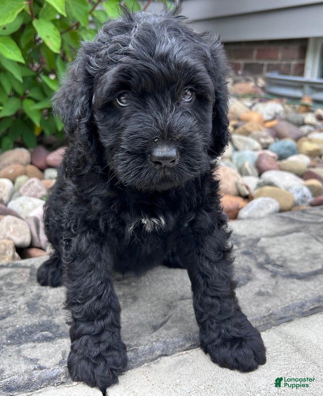 Portuguese Water Dog dogs for sale: Duke - Image 1