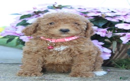 Miniature Poodle dogs for sale: Jewels - Image 2