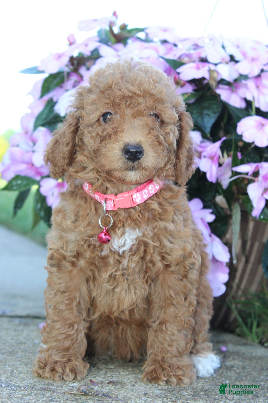 Miniature Poodle dogs for sale: Jewels - Image 2