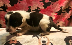 Border Collie dogs for sale: Fasti - Image 12