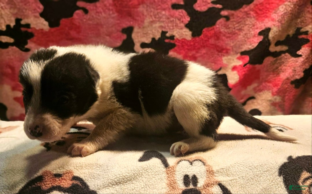 Border Collie dogs for sale: Fasti - Image 12