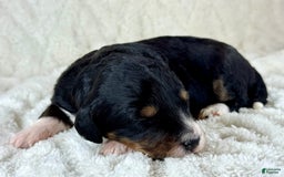 Aussiedoodle dogs for sale: Btf1 - Listing for pets: Btf1, Btf1 - Image 2