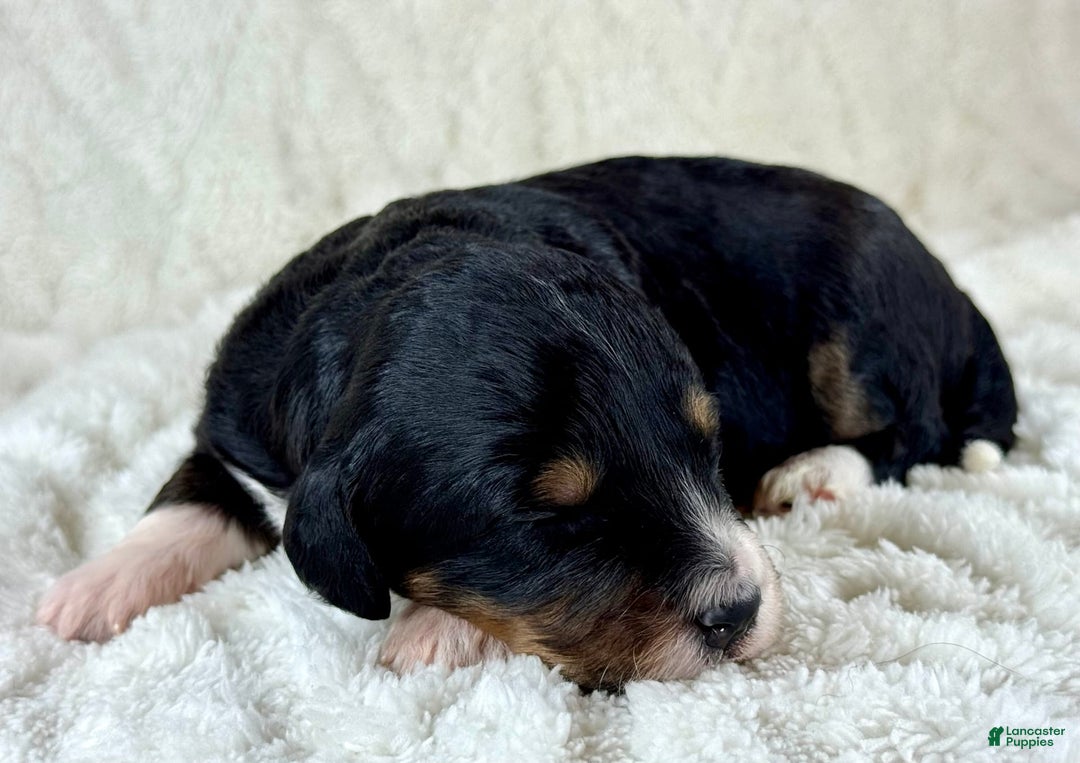 Aussiedoodle dogs for sale: Btf1 - Listing for pets: Btf1, Btf1 - Image 2
