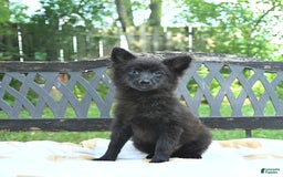 Pomeranian dogs for sale: Pepper - Image 4