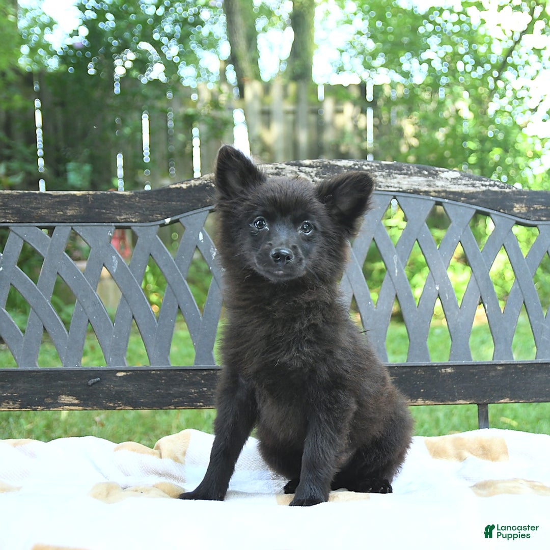 Pomeranian dogs for sale: Pepper - Image 4