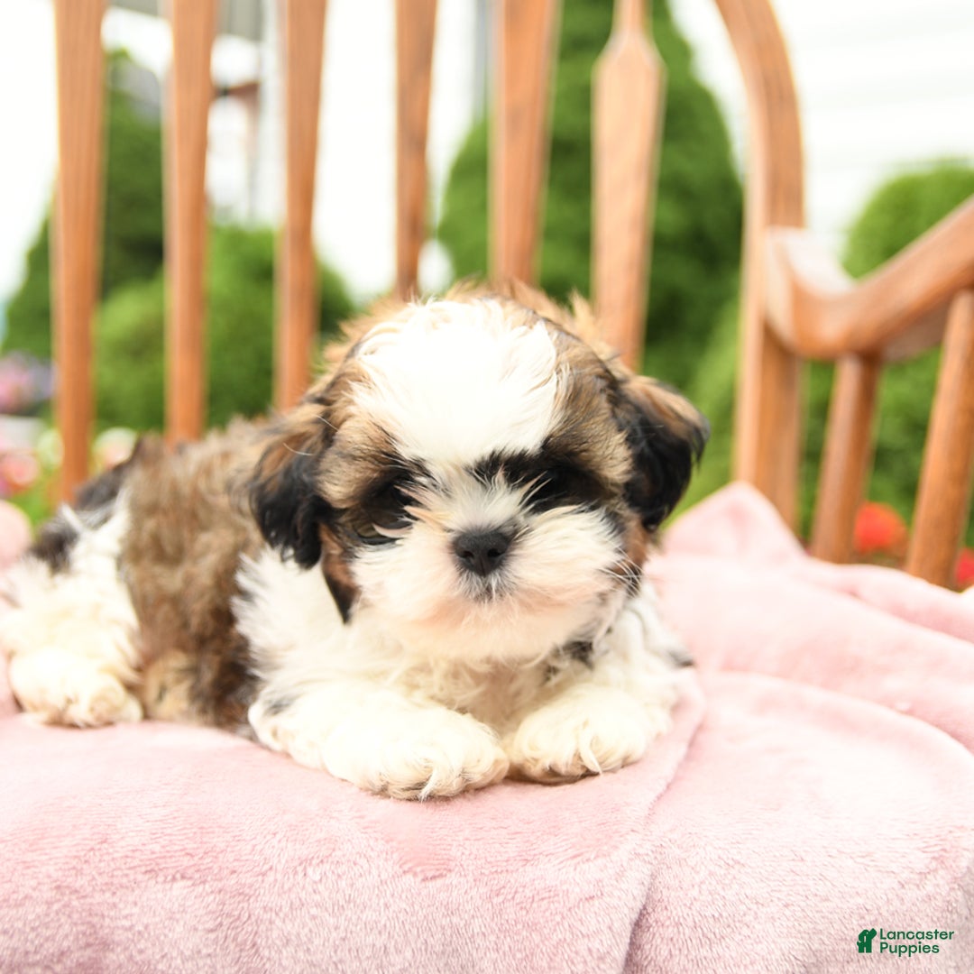 Shih Tzu dogs for sale: Parker - Image 8