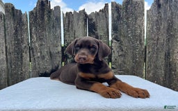 Doberman Pinscher dogs for sale: Buster - Image 2