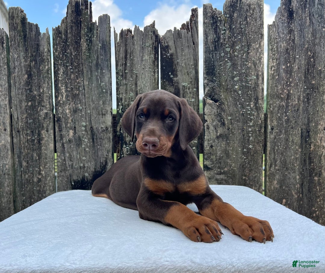 Doberman Pinscher dogs for sale: Buster - Image 2