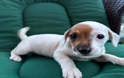 Jack Russell Terrier dogs for sale: Sandy - Image 4
