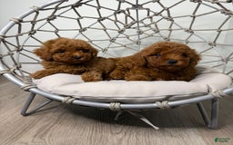 Toy Poodle dogs for sale: Potter - Image 5