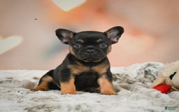 French Bulldog dogs for sale: Buddy - Image 6