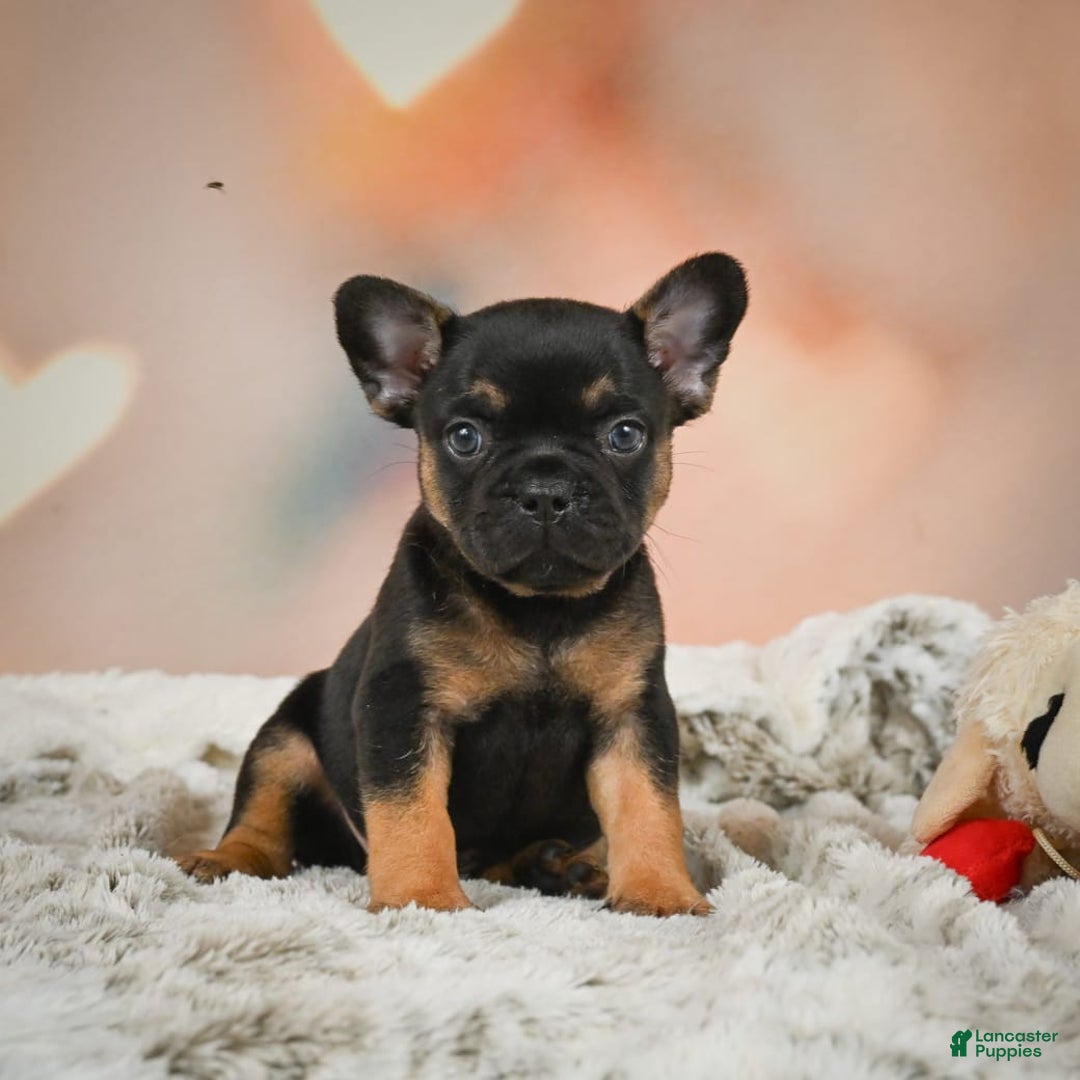 French Bulldog dogs for sale: Buddy - Image 6