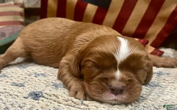 Cavalier King Charles Spaniel dogs for sale: Lincoln - Image 5