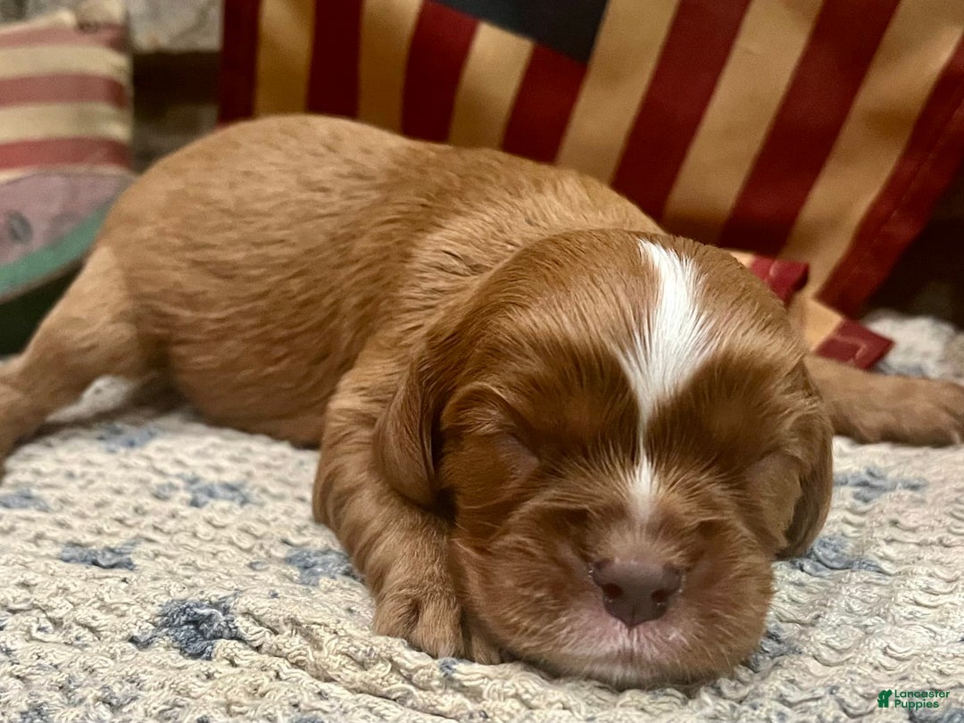 Cavalier King Charles Spaniel dogs for sale: Lincoln - Image 5