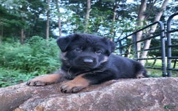 German Shepherd dogs for sale: Kai - Image 10
