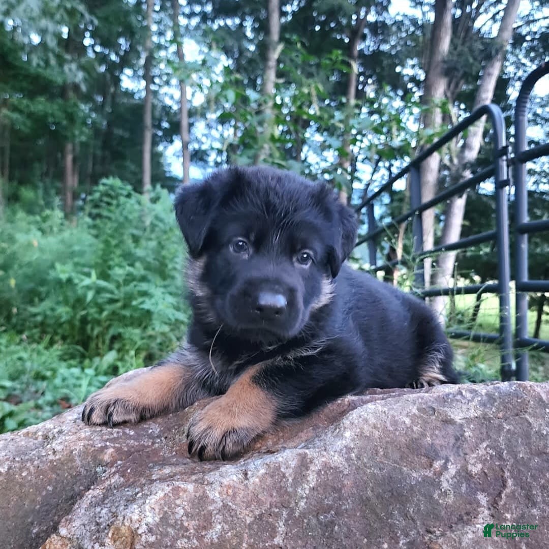 German Shepherd dogs for sale: Kai - Image 10
