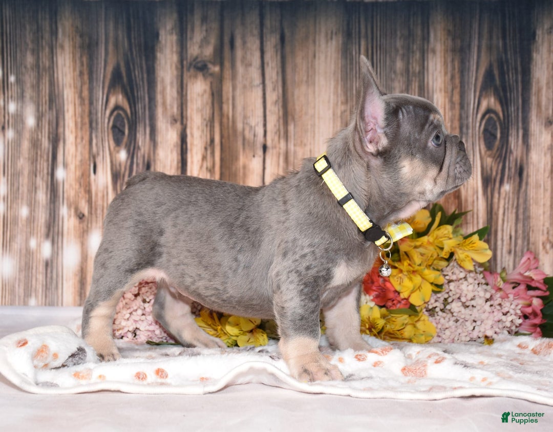 French Bulldog dogs for sale: French Bulldog 3 puppies - Image 2